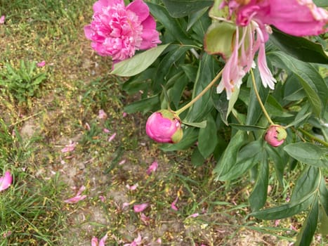 Summer flowers have bloomed in a the garden