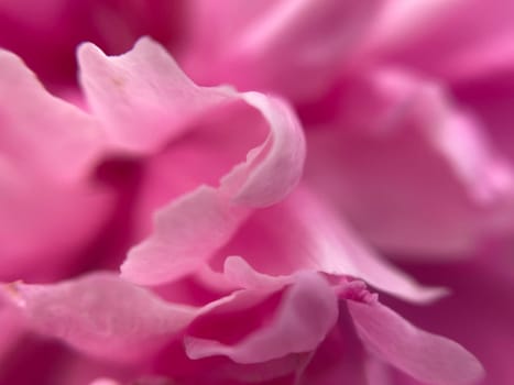 Summer flowers have bloomed in a the garden