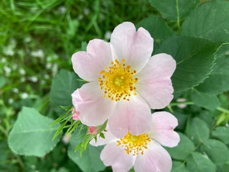 Summer flowers have bloomed in a the garden