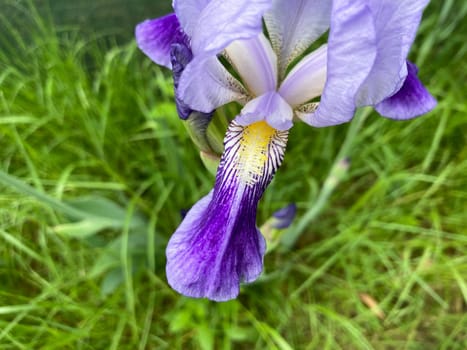 Summer flowers have bloomed in a the garden