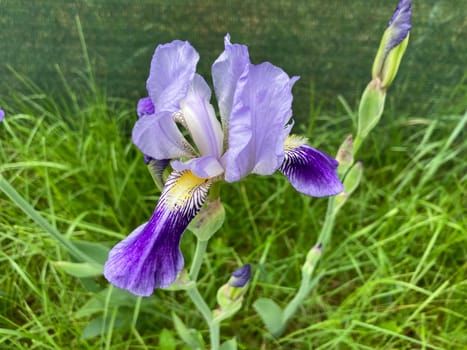 Summer flowers have bloomed in a the garden