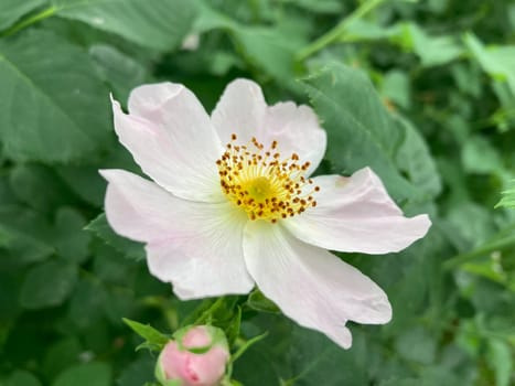 Summer flowers have bloomed in a the garden