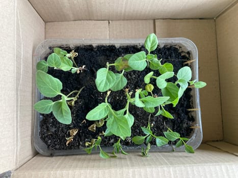 Young vegetable seedlings in a the cardboard box