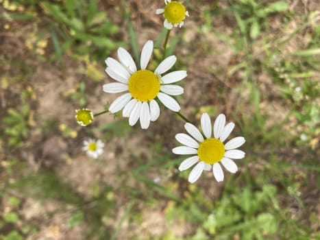 Summer flowers have bloomed in a the garden
