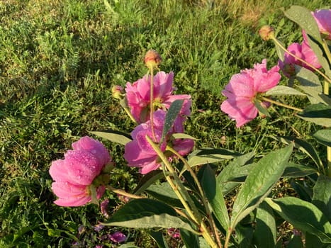Summer flowers have bloomed in a the garden