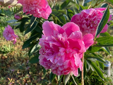 Summer flowers have bloomed in a the garden