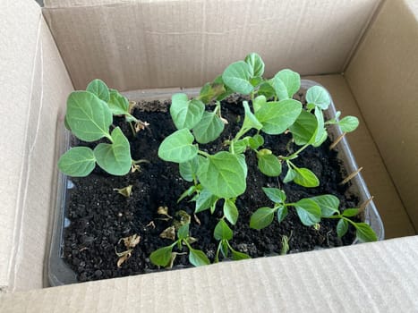Young vegetable seedlings in a the cardboard box