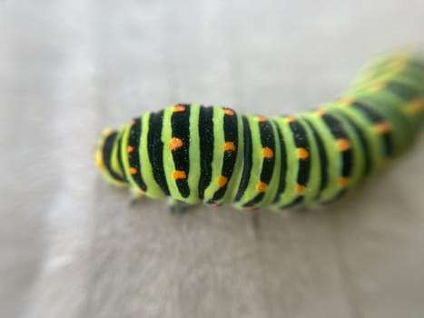 Colorful herbivorous caterpillar in a the garden