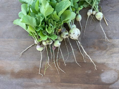 Ripe radish dug from a the vegetable garden in the village