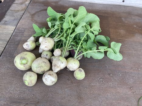 Ripe radish dug from a the vegetable garden in the village