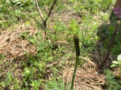 Colorful herbivorous caterpillar in a the garden
