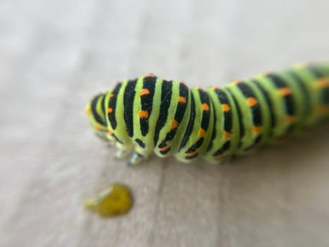 Colorful herbivorous caterpillar in a the garden