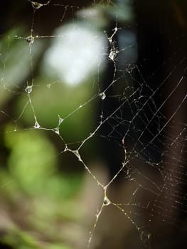 A background image of a wet web in the afternoon.Macrophotography.