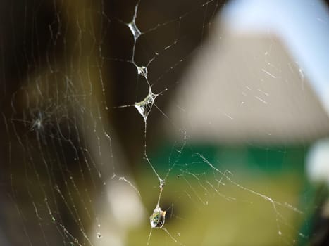 Cobwebs and dew drops close-up. Natural pattern. Soft sunlight. Macro photography.Texture or background