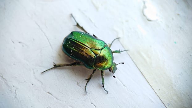 Macrophotography.A bronze beetle crawls on the white old windowsill.Texture or background.Selective focus.