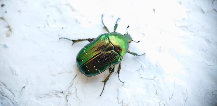 Macrophotography.A large green beetle on an old cracked wooden surface.Texture or background.Selective focus.