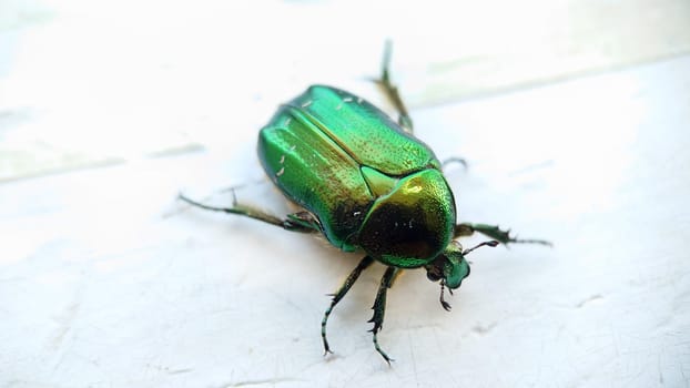 Macrophotography.A big green beetle on an old white windowsill.Texture or background.Selective focus.