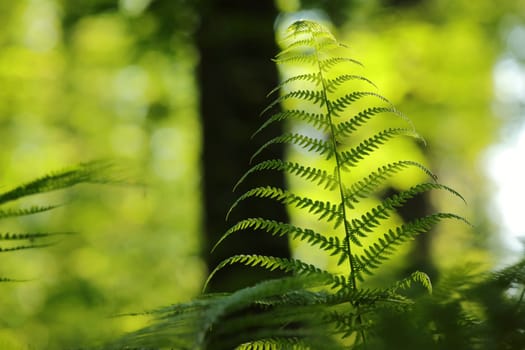 Close-up of fern in the forest on a sunny spring morning