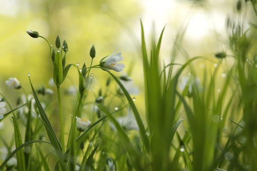 Rabelera - Stellaria holostea blooming in the forest