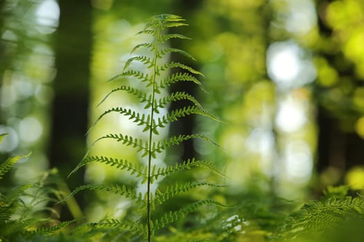 Close-up of fern in the forest on a sunny spring morning