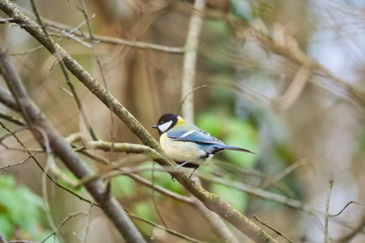 Great tit on branches in a bush. Bird species with black head and breast. Finch species. Animal photo from nature