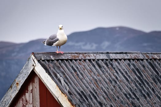 Seagull on a fisherman's house in Norway. Seabird in Scandinavia. Animal photo from nature in the north