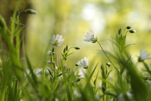 Rabelera - Stellaria holostea blooming in the forest