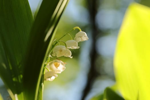 Lily of the valley in the forest