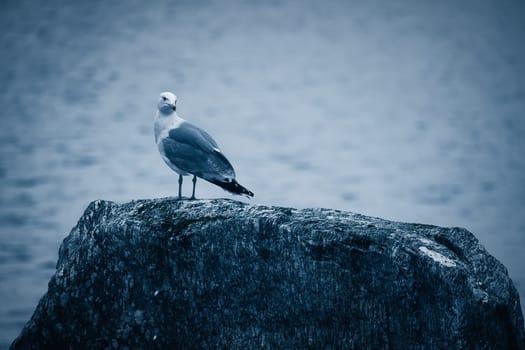 Seagull on a stone in Norway in front of a fjord. Seabird in Scandinavia. Animal photo from nature in the north