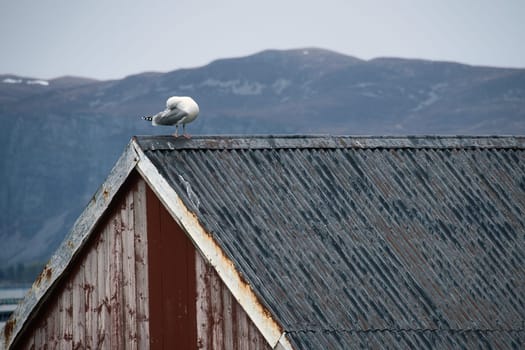 Seagull on a fisherman's house in Norway. Seabird in Scandinavia. Animal photo from nature in the north