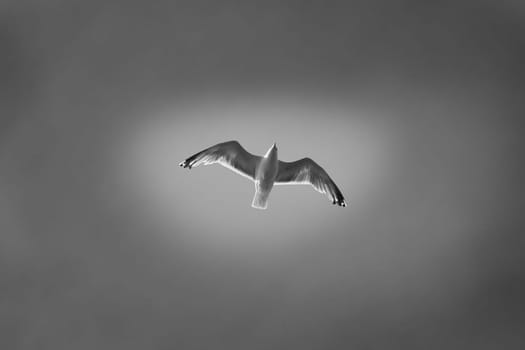 Seagull flying in the sky in black and white. Shot from below. Bird in Scandinavia. Animal photo