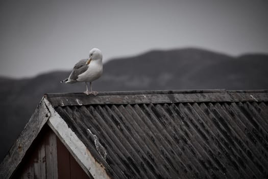 Seagull on a fisherman's house in Norway in black and white. Seabird in Scandinavia. Animal photo from nature in the north