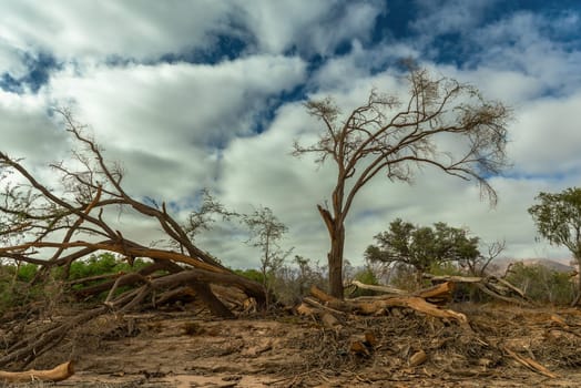 Vegetation along the dried-up Ugap River in western Namibia Kopie