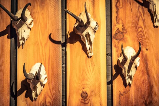 Animal skulls background. Animal bone and head, scary skeletons, hunting trophy