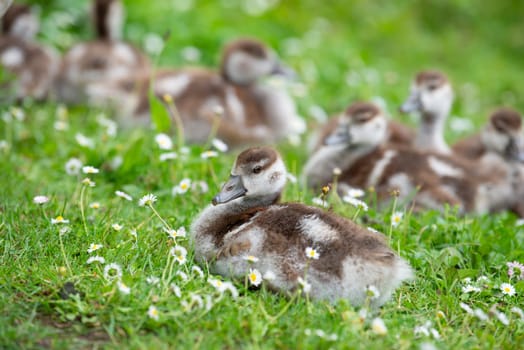 Egyptian goose chick, alopochen aegyptiaca on a meadow with daisy flowers in spring, animal and water bird