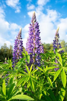 Wild lupins on a meadow in Germany, purple colored flowers in summer, lupine field blooming