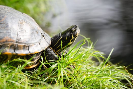 Yellow bellied eared turtle sitting on the riverbank of a pond, Trachemys scripta living in the US, Virigina, Florida and Europe, reptile animal
