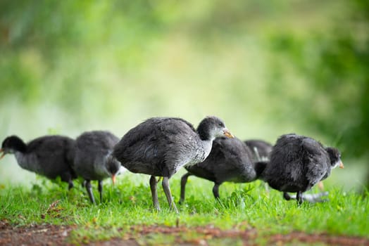 Common black coot family on the meadow, genus Fulica, waterbird in Europe, birdwatching in nature