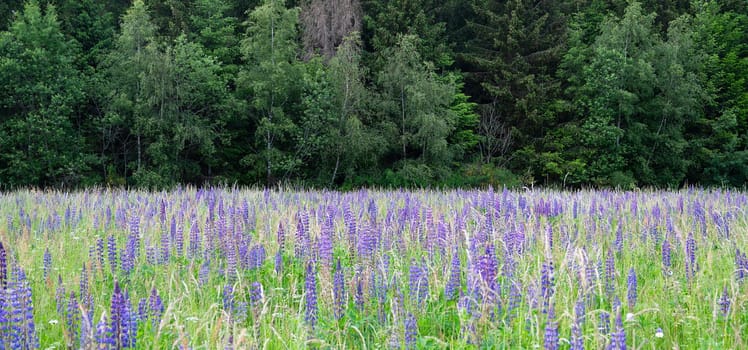 Wild lupins on a meadow in Germany, purple colored flowers in summer, lupine field blooming
