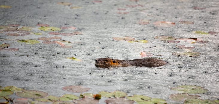 Nutria, coypu herbivorous, semiaquatic rodent family Myocastoridae swimming in the lake, animals in the rain, habintant wetlands, river rat