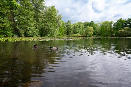 Lake surrounded by trees, pond with ducks and plants in summer, biotope and habitat, river landscape