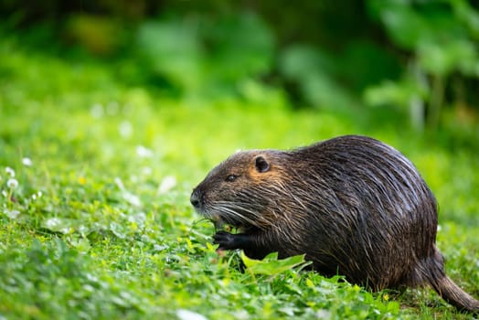 Nutria, coypu herbivorous, semiaquatic rodent member of the family Myocastoridae on the meadow, baby animals, habintant wetlands, river rat