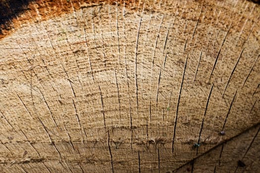 Beautiful wooden fracture old oak, natural texture close up, texture consisting of old surface wooden fracture oak, striped texture wooden old oak, wallpaper background