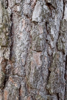 Old Wood Tree Bark Texture Background Pattern.