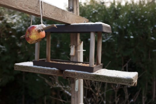 Home made bird feeder hung in a garden full of seeds.