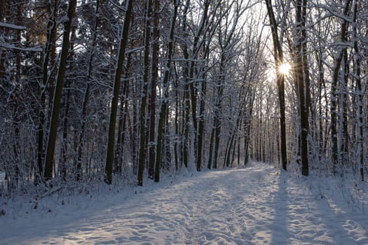 Sunset or sunrise in the winter pine forest covered with a snow. Rows of pine trunks with the sun's rays passing through them. Snowfall.