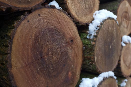 Wall of stacked wood logs as background. Pile of wood logs ready for winter. Round wooden stumps, texture background. Firewood stacked and prepared for winter. Woodpile. forestry industry