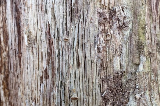 Old Wood Tree Bark Texture Background Pattern.