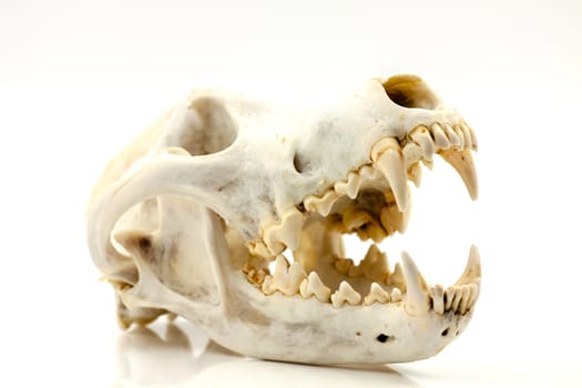 Skull of a trophy wolf isolated on a white background. Selective focus with shallow depth of field.