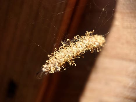 Macrophotography. Spider web, dry bundle close-up. Texture or background